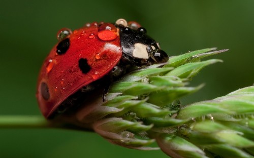 Image red and black ladybug on green leaf