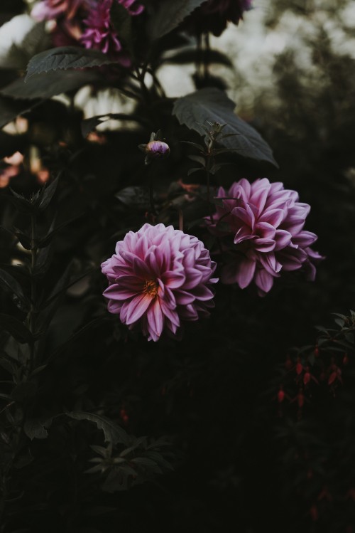 Image purple flower in tilt shift lens