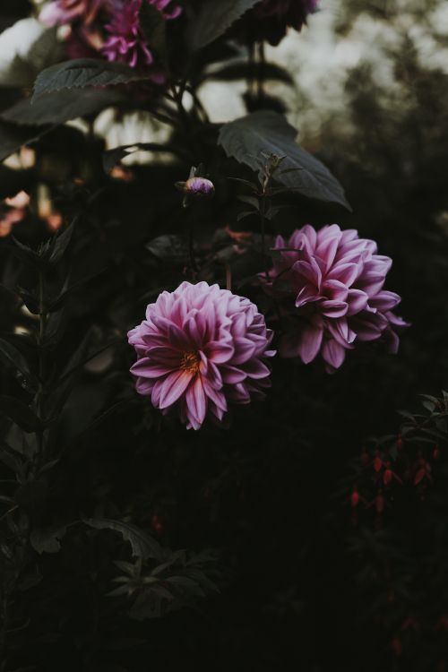 purple flower in tilt shift lens