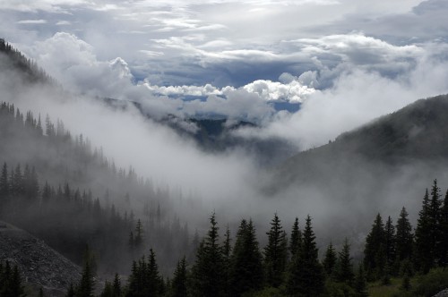 Image green pine trees under white clouds during daytime