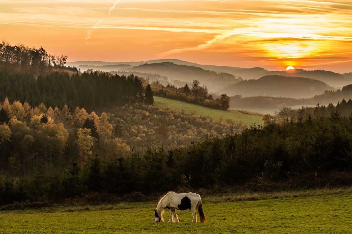 Weißes Pferd Auf Grüner Wiese Bei Sonnenuntergang. Wallpaper in 5472x3648 Resolution