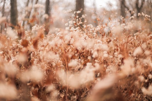 Image brown leaves on brown soil during daytime