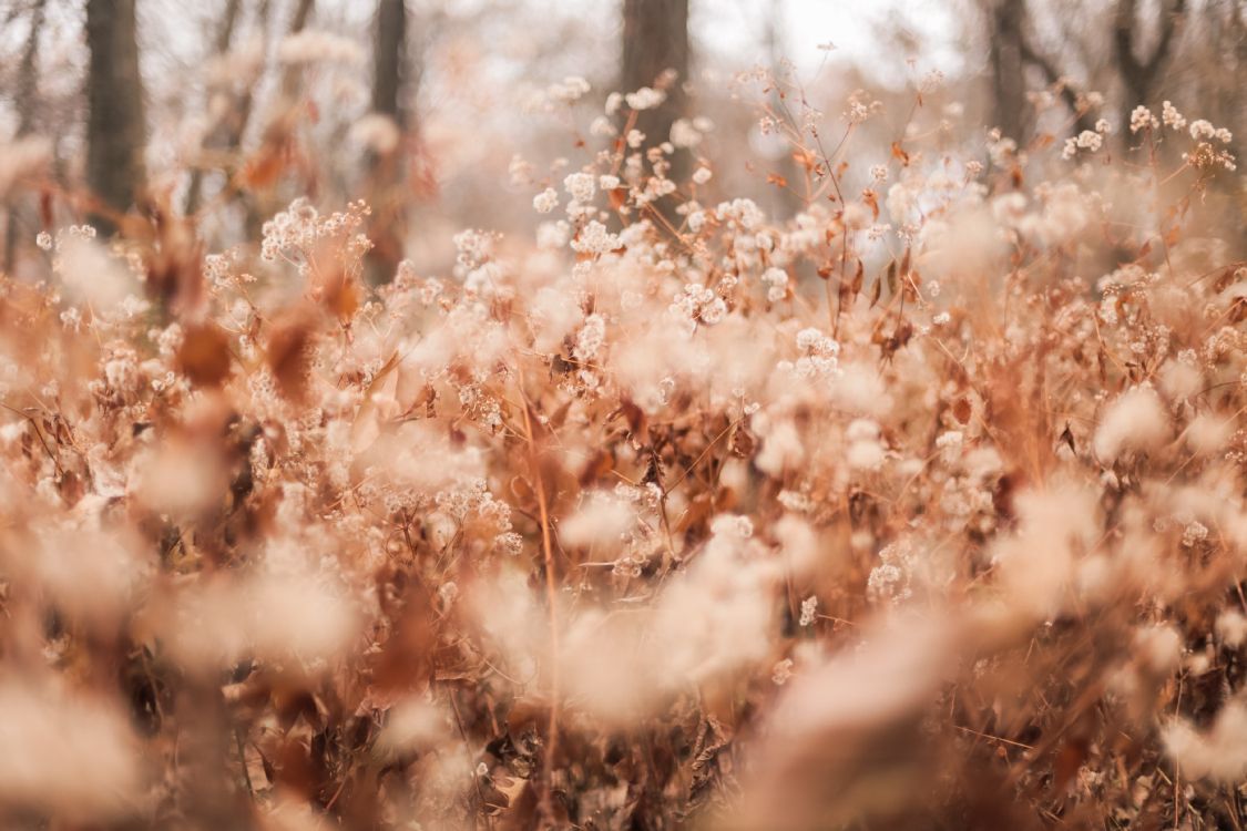 brown leaves on brown soil during daytime