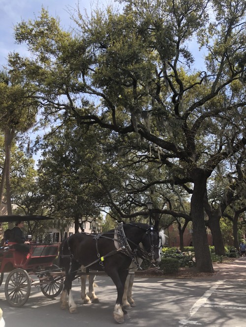 Image tree, science, biology, carriage, bridle