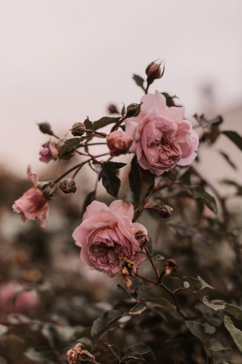 粉红色, 弹簧, 玫瑰花园, 显花植物, 玫瑰家庭 壁纸 4912x7360 允许