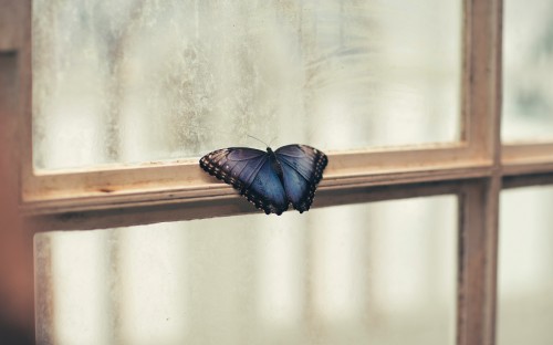 Image brown and black butterfly on white wall