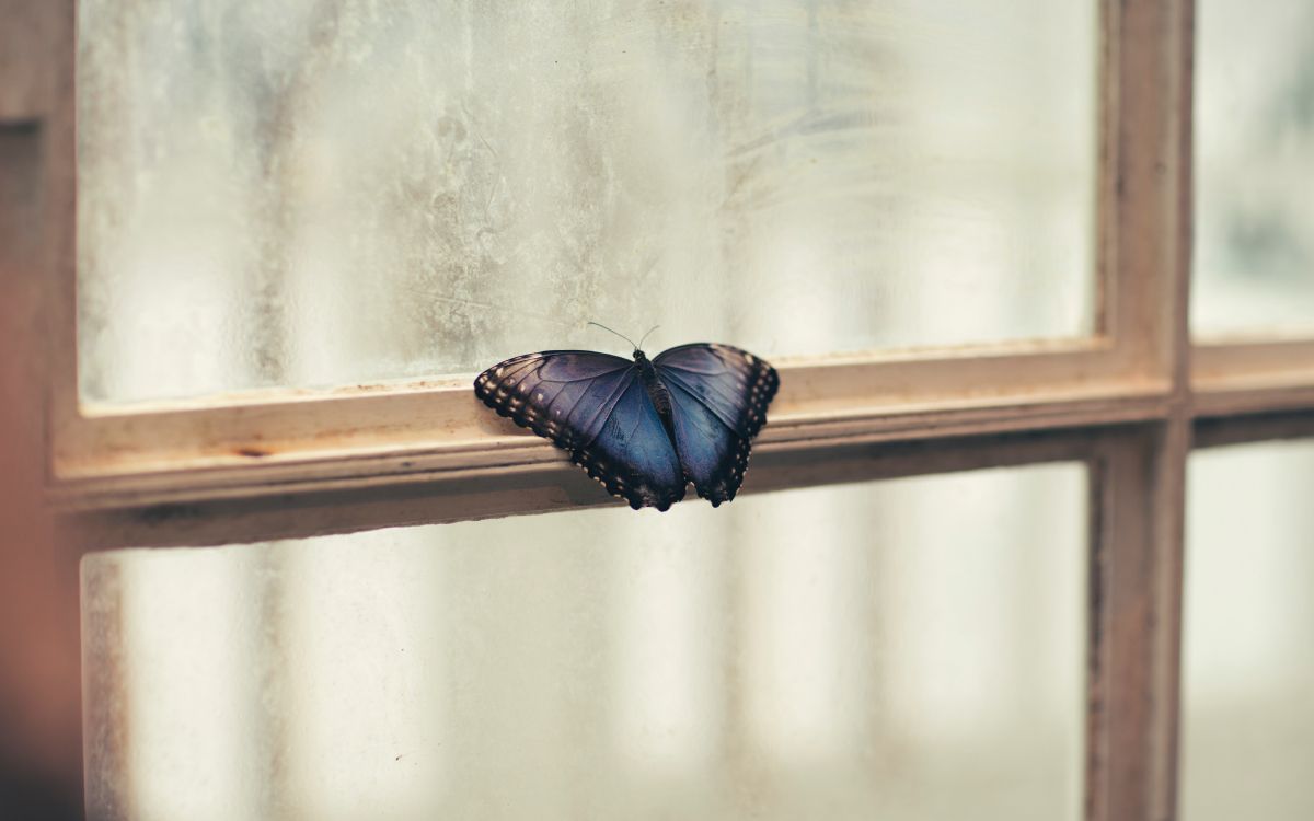 Wallpaper Brown and Black Butterfly on White Wall, Background