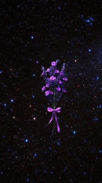 Image Dianthus, pink, lobelias, night, universe