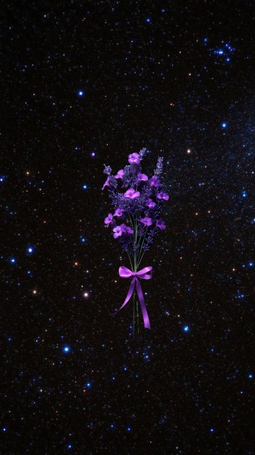 Image Dianthus, pink, lobelias, night, universe