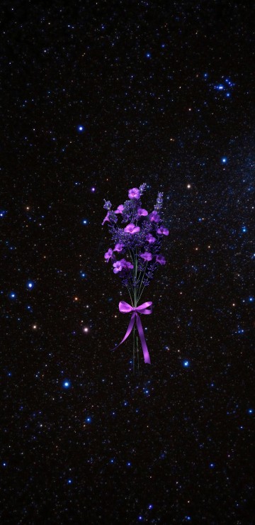 Image Dianthus, pink, lobelias, night, universe