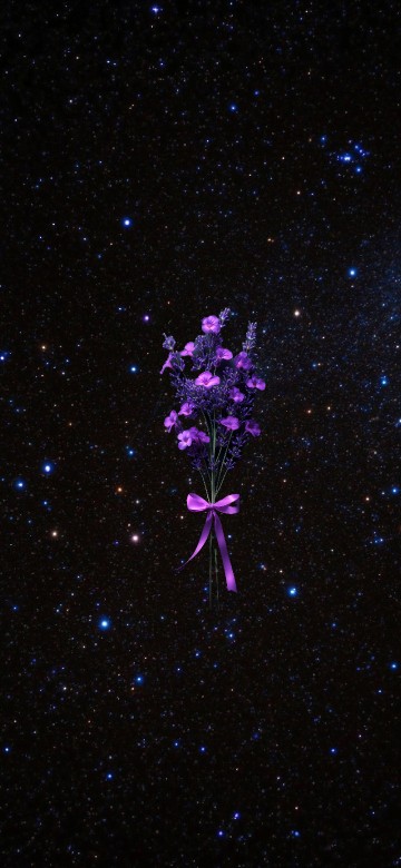 Image Dianthus, pink, lobelias, night, universe