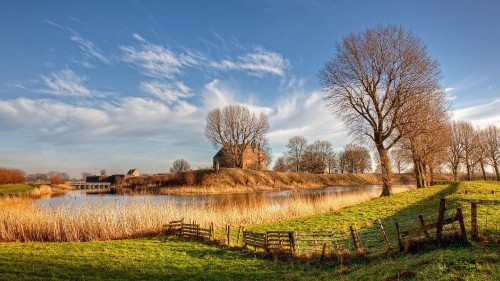 Image leafless trees on brown field under blue sky during daytime