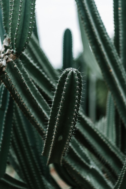 Image green cactus in close up photography