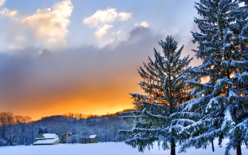 Image snow covered trees during sunset