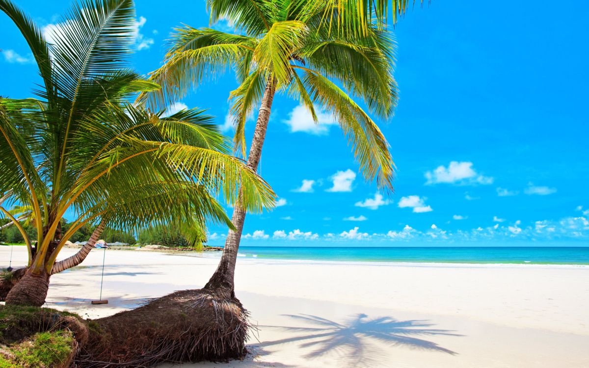 green palm tree on white sand beach during daytime