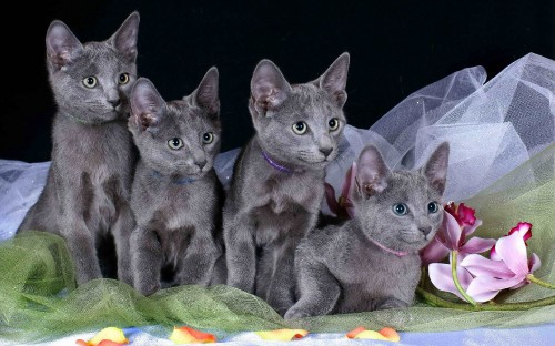 Image russian blue cat on black textile