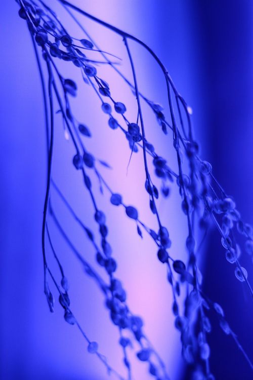 Agua, Azul Cobalto, Azul Majorelle, Azul, Morado. Wallpaper in 3456x5184 Resolution