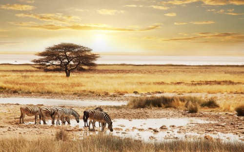 Image zebra standing on snow covered ground during sunset