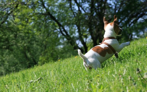 Image white and brown jack russell terrier on green grass field during daytime