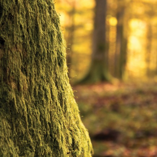 Image brown tree trunk in close up photography