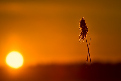 Image silhouette of plant during sunset