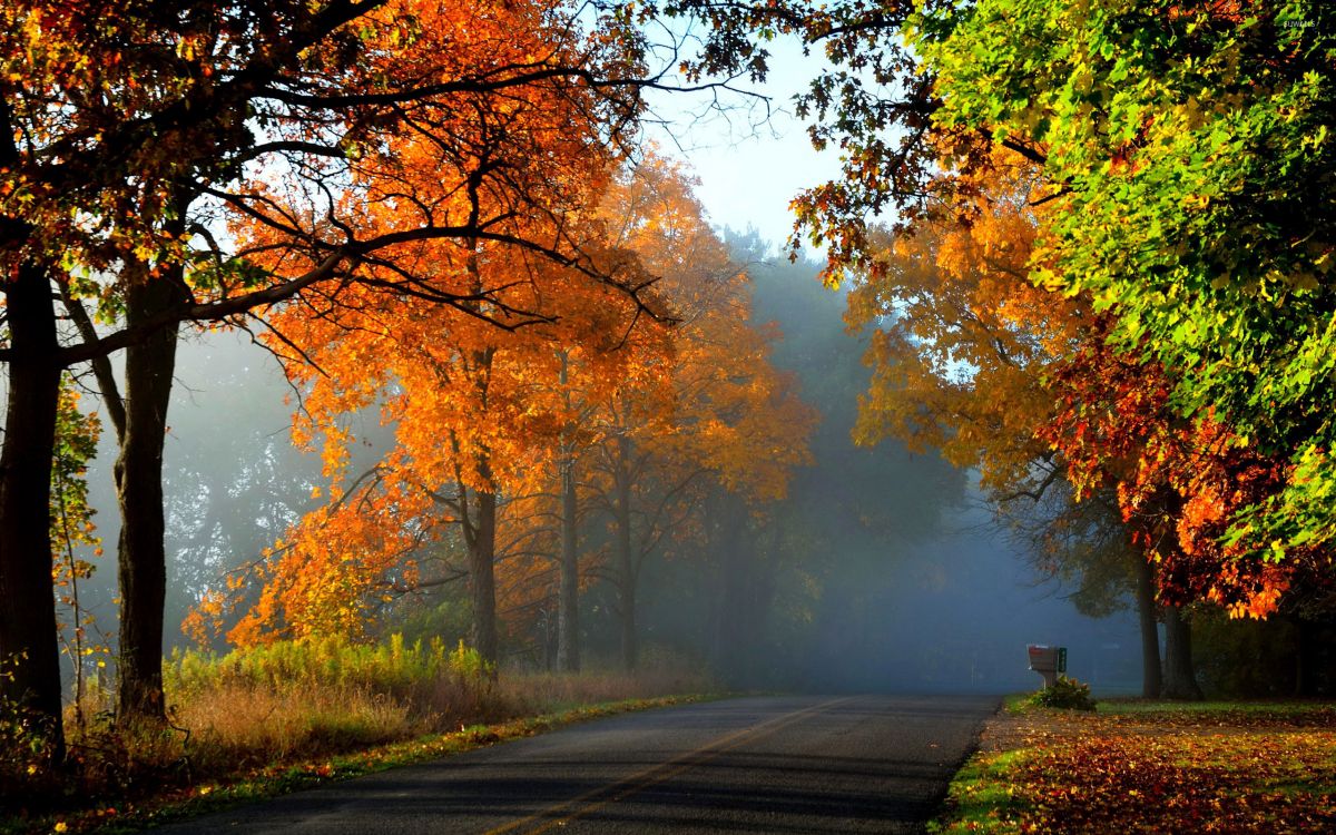 gray concrete road between trees during daytime