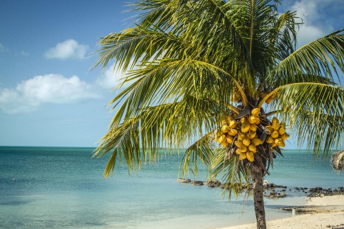 Image palm tree near sea under blue sky during daytime