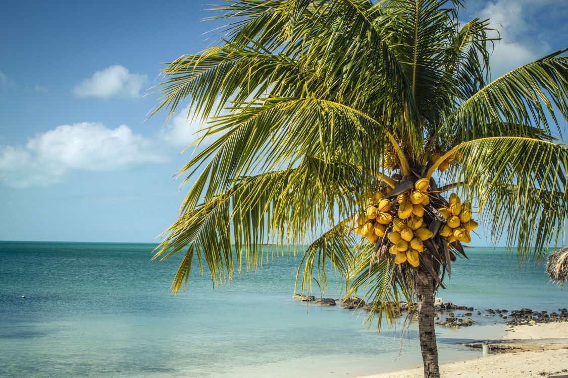 palm tree near sea under blue sky during daytime