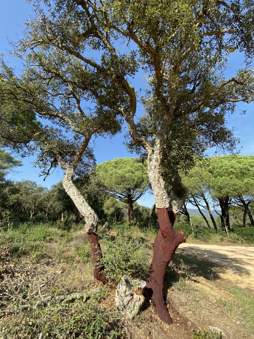 Image vegetation, shrubland, branch, plant community, tree