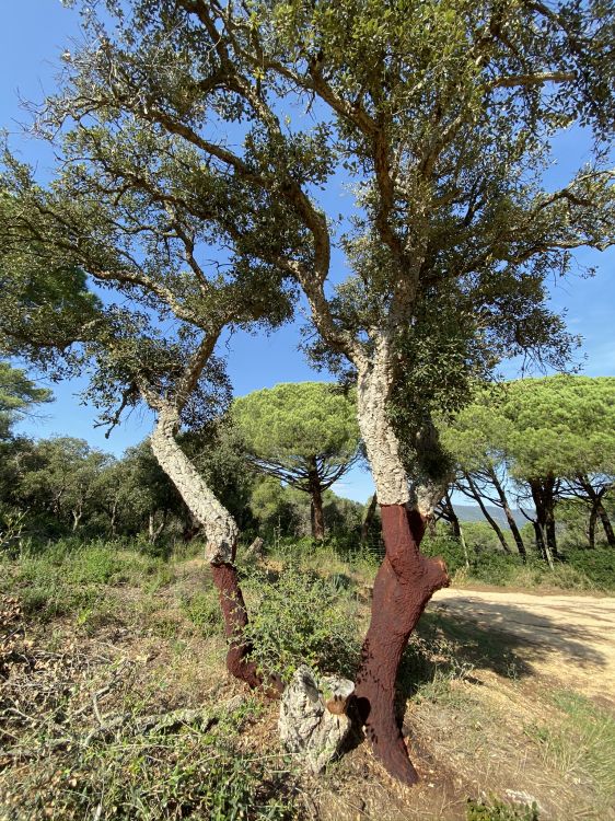 vegetation, shrubland, branch, plant community, tree