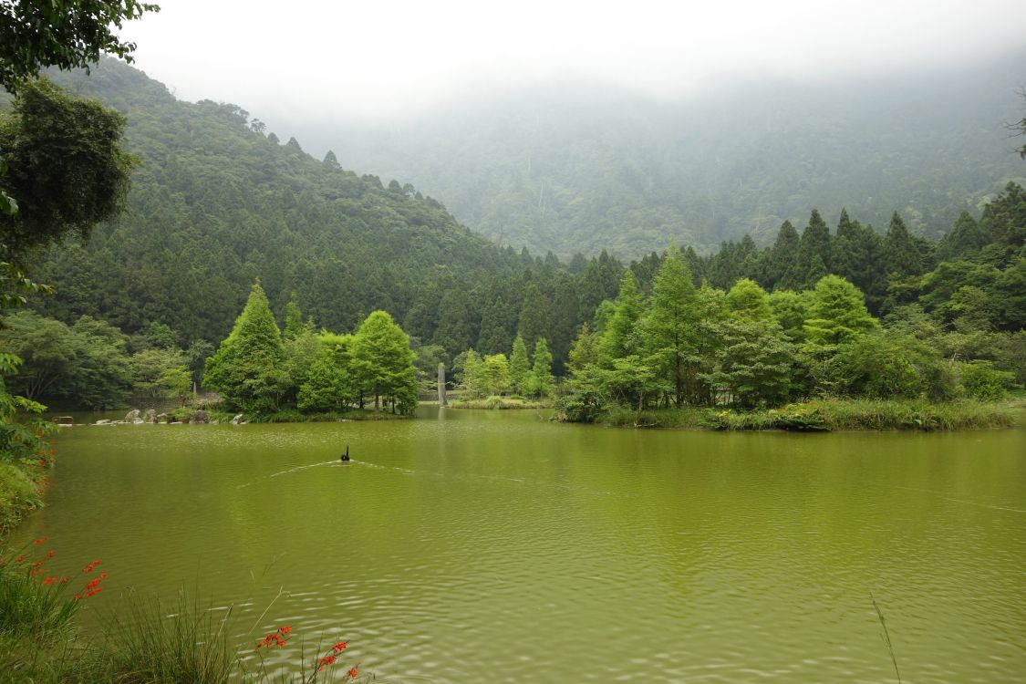 green trees beside lake during daytime