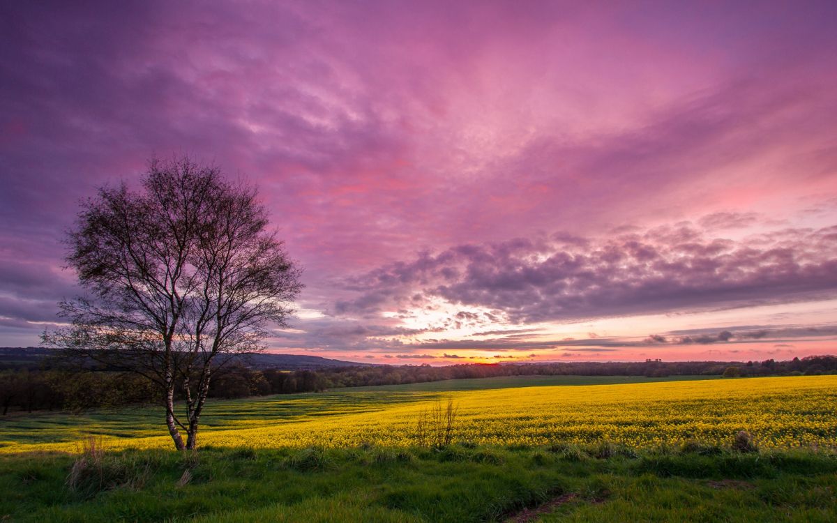 Download 1920x1200 Wallpaper Arbre Sans Feuilles Sur Terrain D'herbe Verte Sous Ciel Nuageux Pendant la Journée Arbre Sans Feuilles Sur Terrain D'herbe Verte Sous Ciel Nuageux Pendant la Journée. Wallpaper in 1920x1200 Resolution