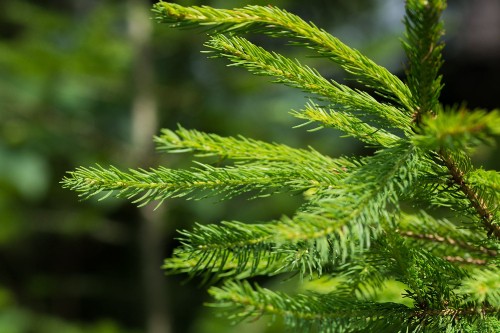 Image green leaf in close up photography