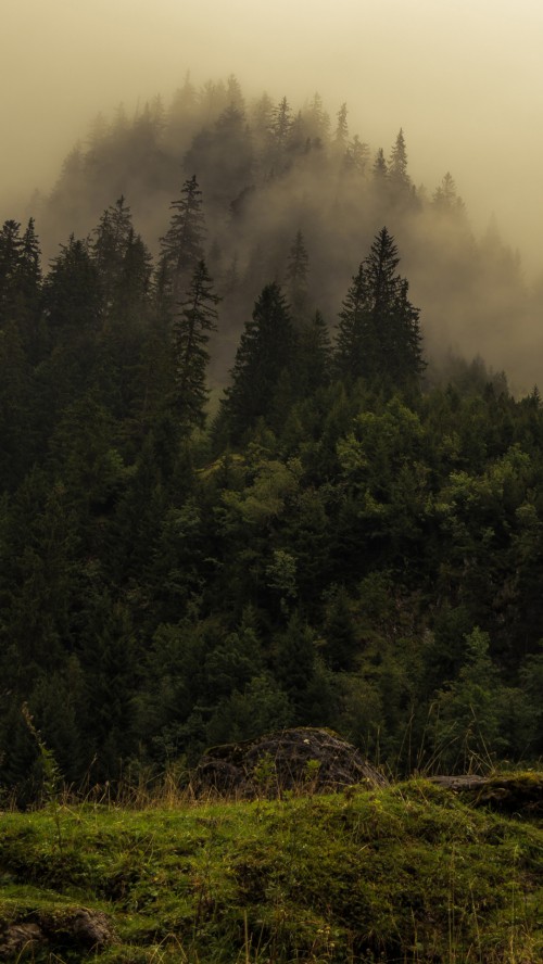 Image nature, vegetation, temperate coniferous forest, cloud, plant