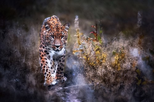 Image leopard on green grass during daytime