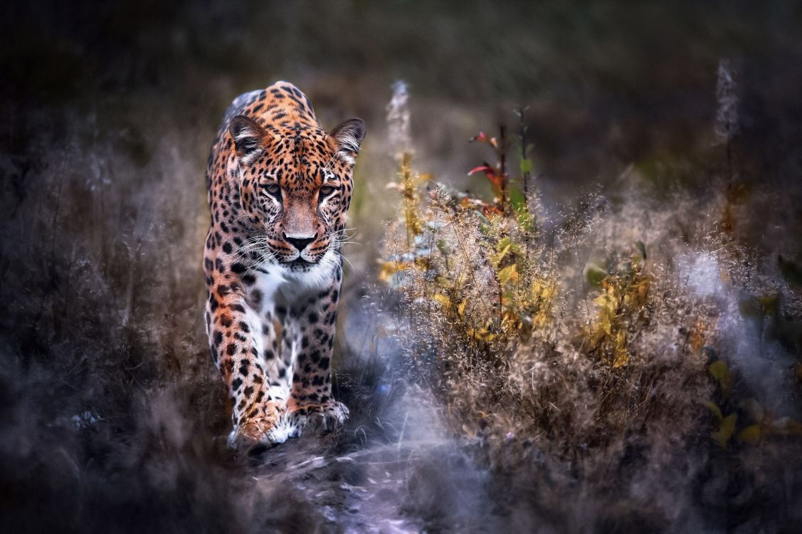 leopard on green grass during daytime