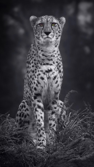 Image grayscale photo of cheetah on grass