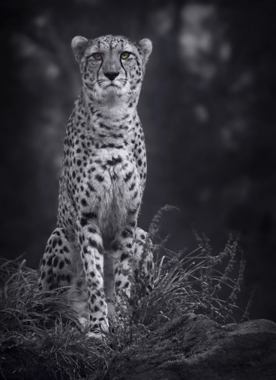 Grayscale Photo of Cheetah on Grass. Wallpaper in 3525x4836 Resolution