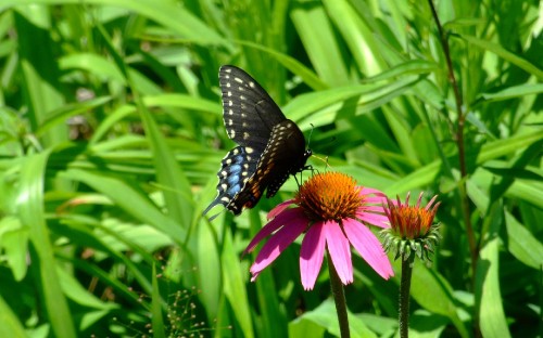 Image black and white butterfly on pink flower