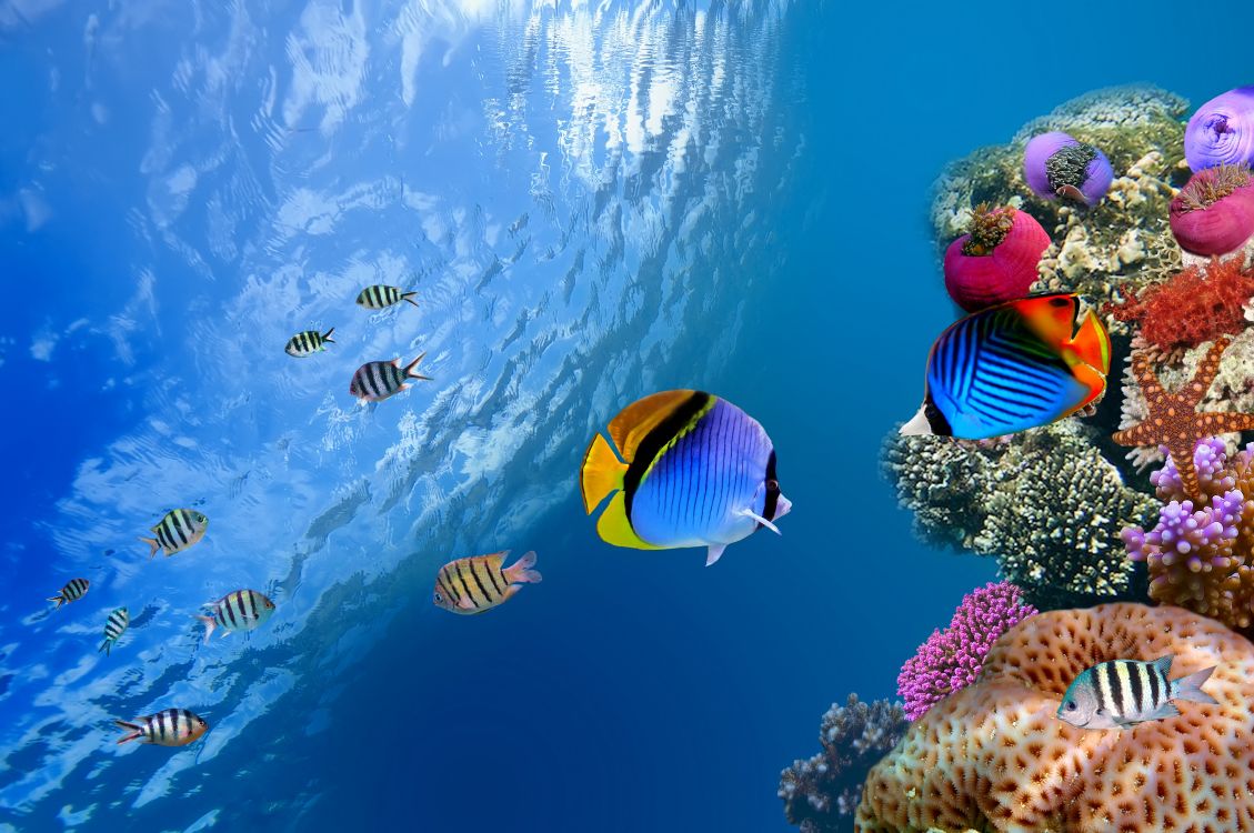 水下, 珊瑚礁的鱼, 海洋生物学, 珊瑚礁, 石珊瑚 壁纸 8576x5696 允许