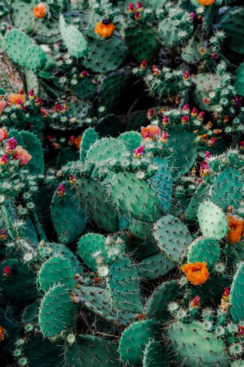 Grüner Kaktus Mit Roten Blüten. Wallpaper in 4000x6000 Resolution