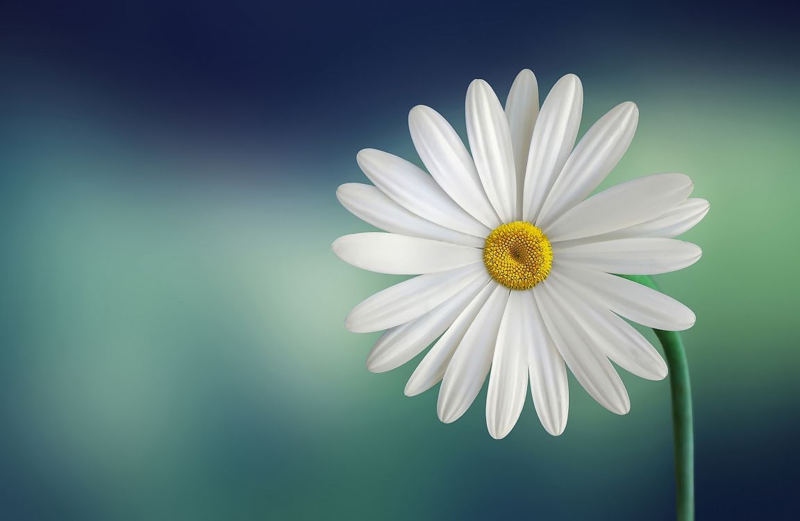 White Daisy in Close up Photography. Wallpaper in 1980x1289 Resolution