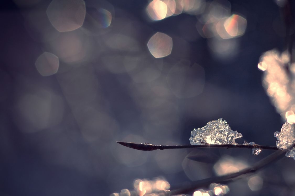 water droplets on brown leaf