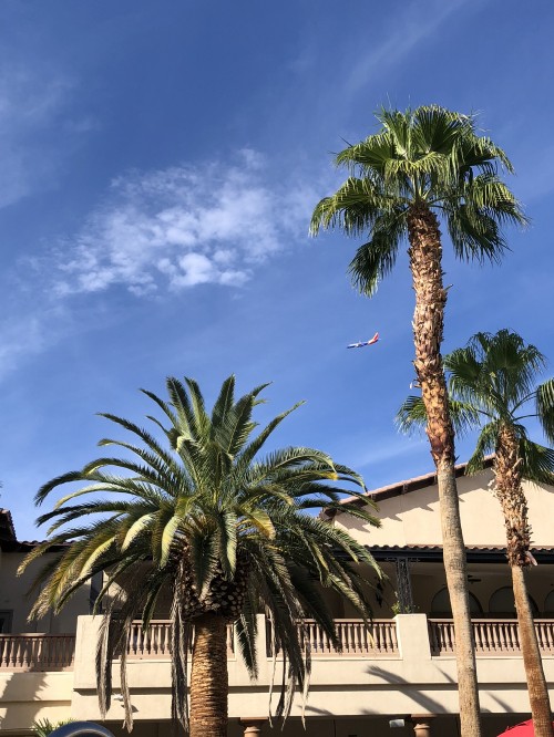 Image palm trees, tourism, Date palm, tree, woody plant