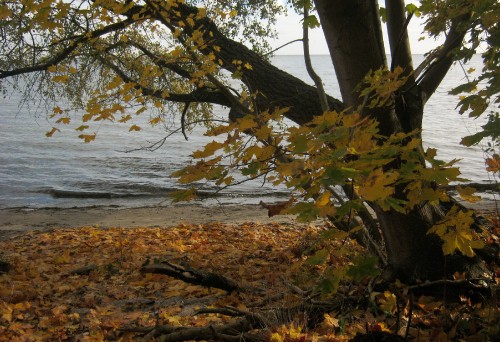 Image brown tree near body of water during daytime