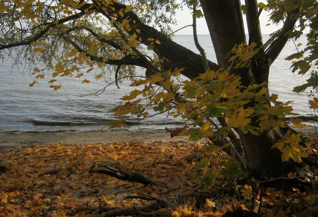 brown tree near body of water during daytime