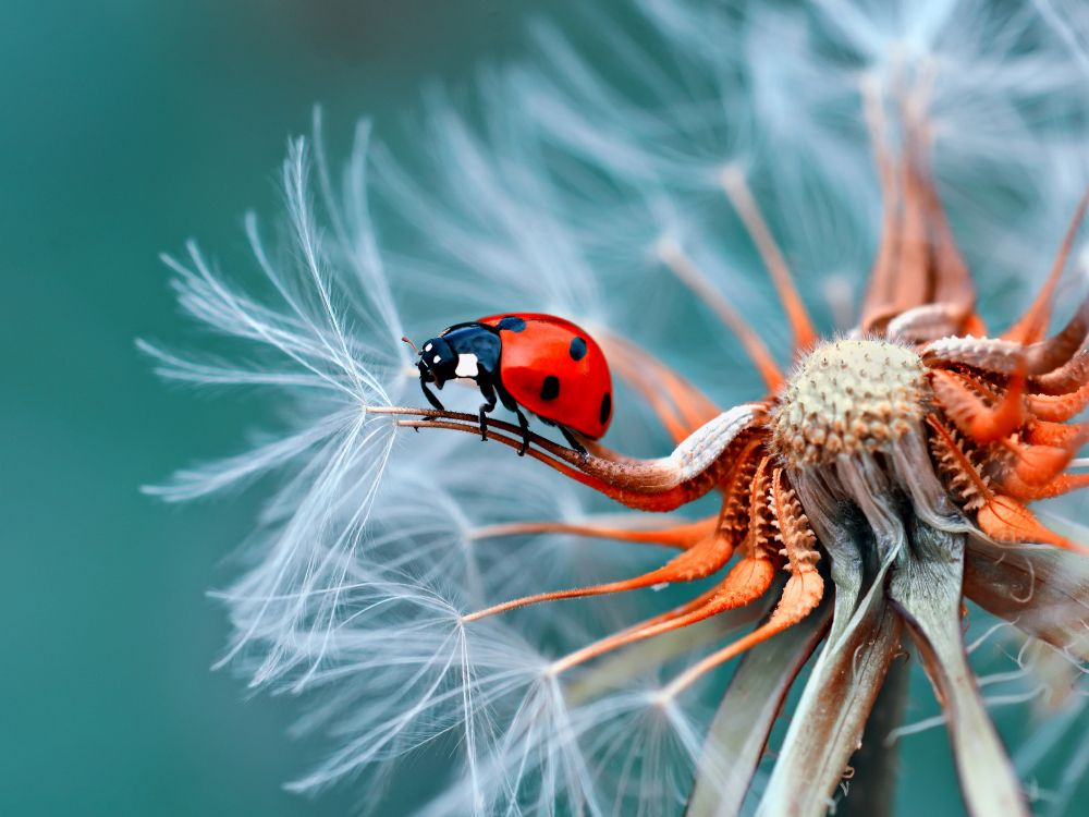 camera lens, arthropod, eye, insect, plant