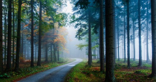 Image gray road between green trees during daytime