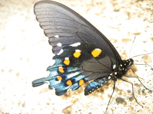 Image black and blue butterfly on white sand during daytime