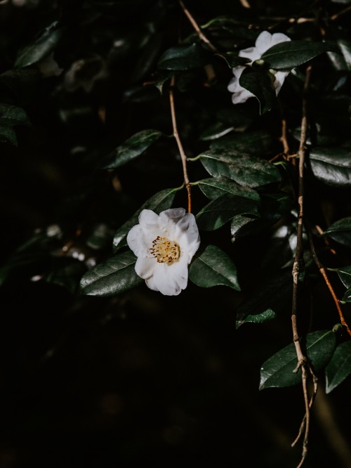 Image white flower with green leaves